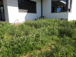 Vegyszeres gyomírtás előtt (2)