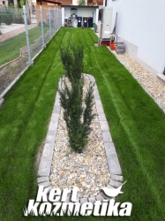 Növénysziget tiszafával (54)